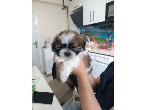Süper kalite shih tzu bebekler