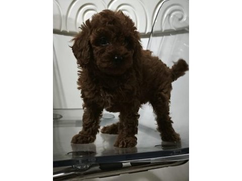 Kore babadan red toy poodle minnaklar