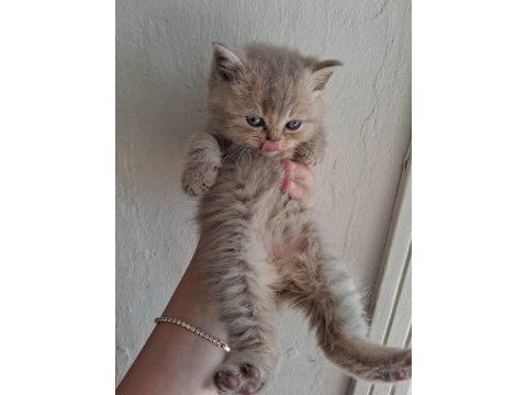 Blue golden british longhair yavrular