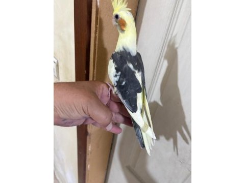 43 günlük kusursuz sultan papağanı bebek