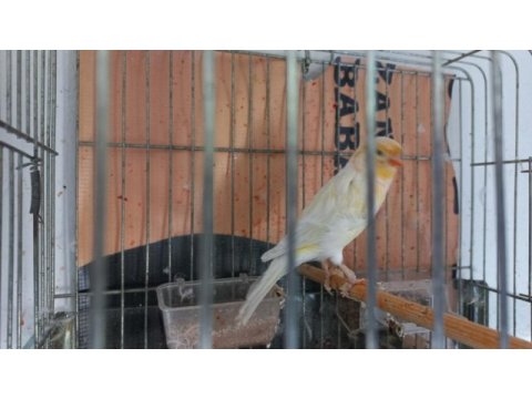 Kanarya yavru yetişkin sağlıklı güzel