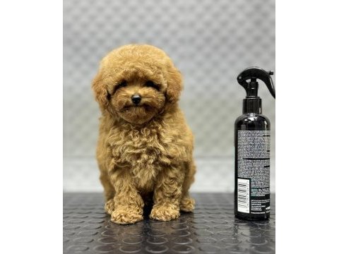 Kore erkek bebek yüzlü poodle yavrumuz