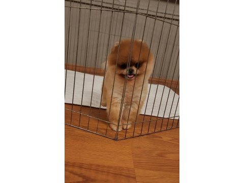 Türkiyenin en güzel pomeranian dişisi