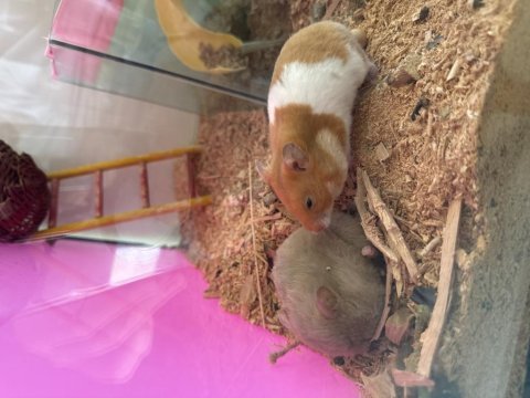 Hamster uyguna