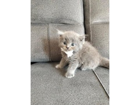 Safkan anne babadan british shorthair ayı surat yavrular
