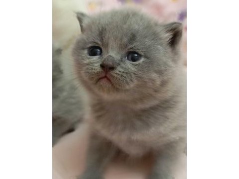 Duman rengi minnoş british shorthair yavrular