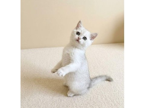 Muhteşem british shorthair silver dişi yavru