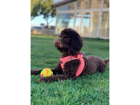 Geceden daha siyah poodle köpeğimiz