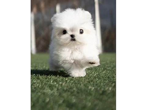 Kore maltese terrier 0 boy leo