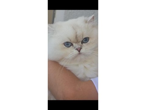 British longhair ns1133 silver point dişi