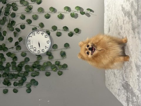 Kusursuz güzellikte dişi yetişkin pomeranian boo