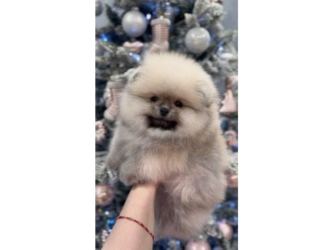 Üst kalite pomeranian boo