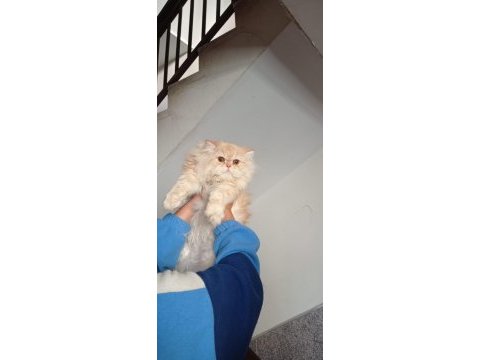 A kalite aktif erkek iran kedisi