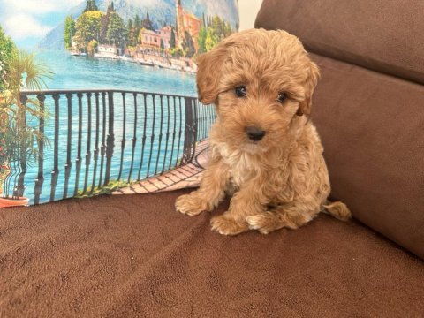 2 aylık toy poodle