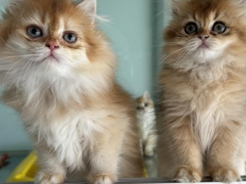 Çok özel golden british longhair yavrularımız
