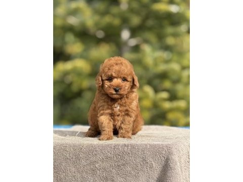 Baby face poodle yavrularımız