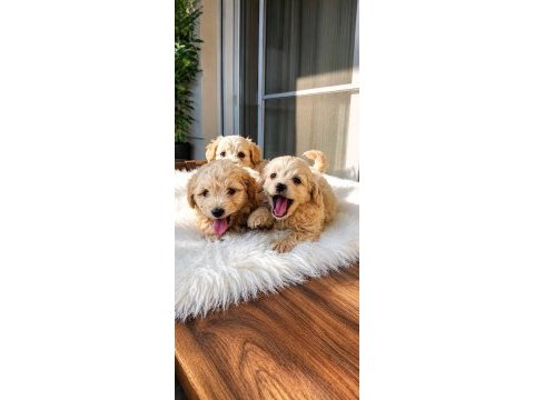 Maltipoo çok uygun