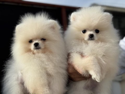 Ultra kalite gülen surat pomeranian boo yavrular