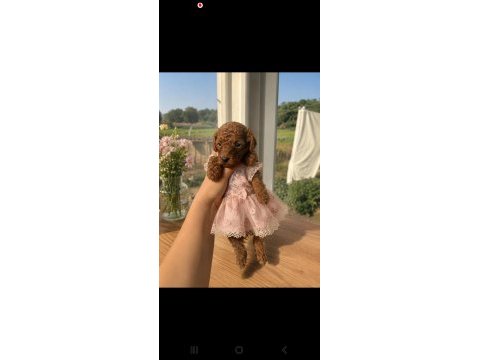 Dünya tatlısı şeker köpekler