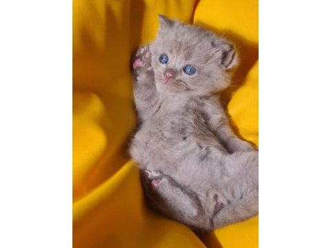 Scottish fold yavru