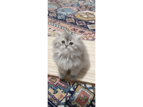 Yeni yuvalarını arıyor kedilerimiz