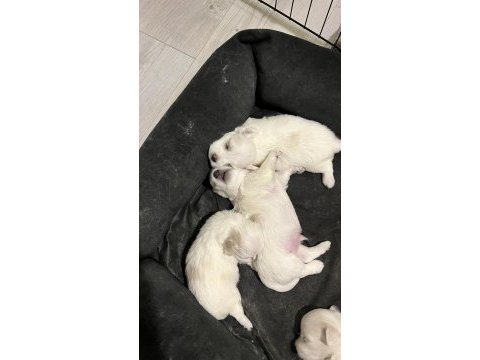 Yavrularımız için değer verecek yuva arıyoruz