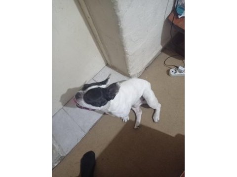 Fransız bulldog 2 yaşında yetişkin