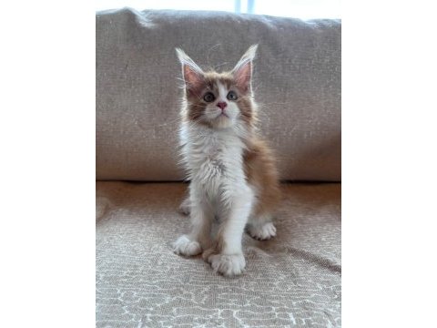 Xxl cüsse mükemmel profil dopdolu maine coon