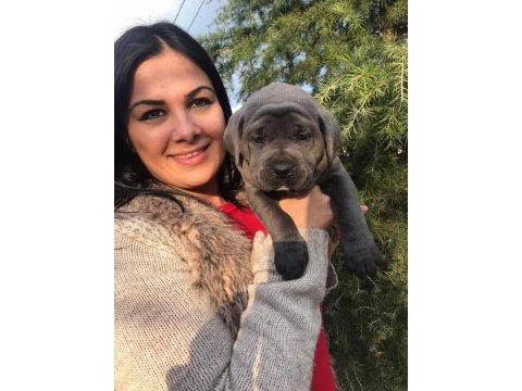 Üst kalite dev cane corso yavrularım