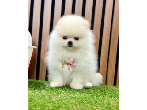 Safkan pomeranian boo yavrularımız