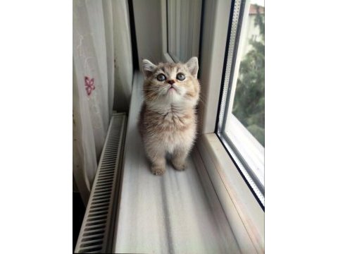 Golden ny25 british shorthair dişi yavru