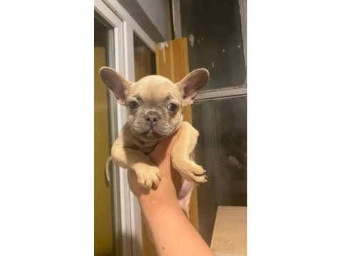 Harika güzellikte french bulldog yavrularım