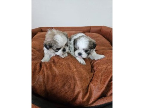 Erkek ve dişi yavru köpeğimiz
