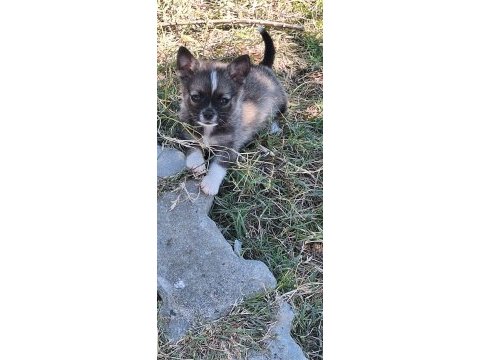 Chihuahua sevimli köpekler