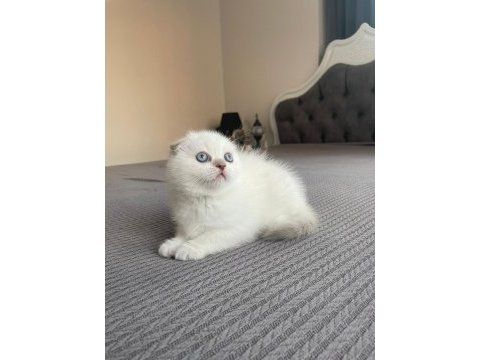 Safkan soy ırk garantili scottish fold mükemmel yavrumuz