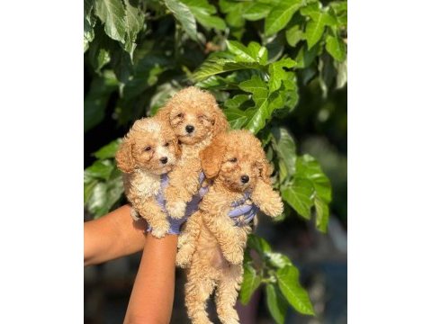 Irk ve sağlık garantili kıvırcık maltipoo bebekler