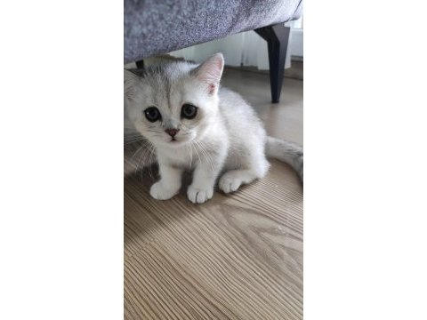 2 aylık british shorthair bebişimiz yeni ailesini arıyor