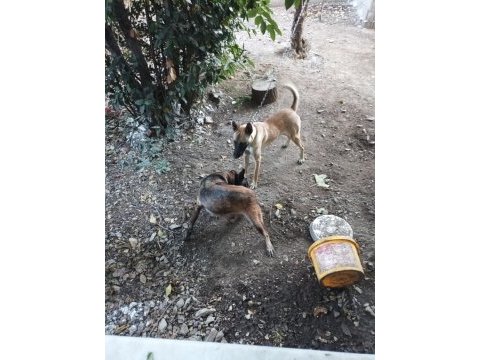 Fazlalıktan dolayı belçika kurdu