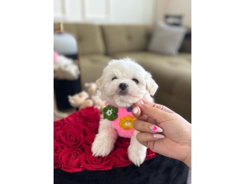 0 numara maltese bebeklerimiz