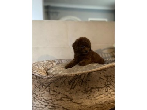 Sayfanın en iyi köpekleri için lütfen irtibata geçiniz