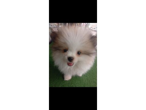 Tuvalet eğitimli pomeranian boo çok akıllı