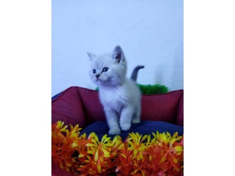 Beyaz british shorthair yavrularımız