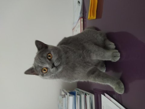 4.5 aylık dişi british shorthair