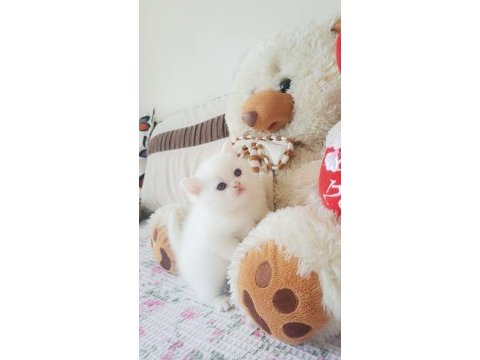 Ayı surat yavru british shorthair
