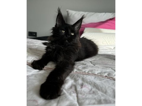 Ayşe arık farkıyla maine coon