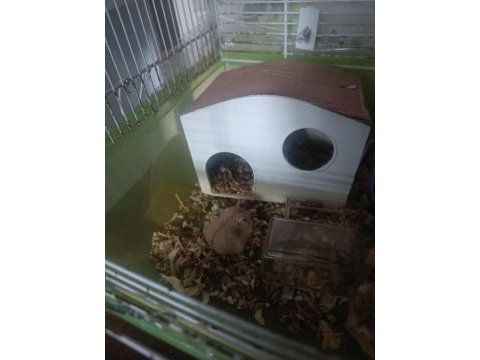 Kahverengi hamster yavrular