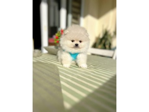 Orijinal pomeranian boo 2 dişi ve 2 erkek bebekler