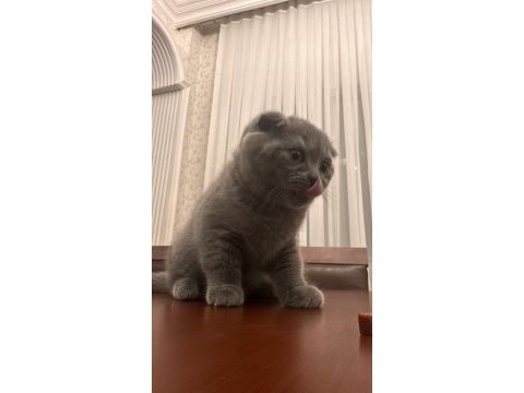 02.02 doğumlu scottish fold yavrularımız