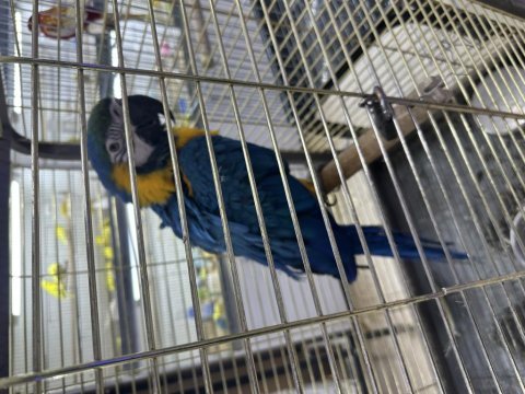Ful evcil macaw konuşuyor sevdiriyor eğitimli
