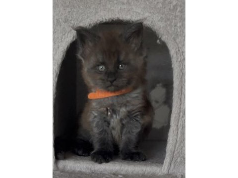 Eşi benzeri olmayan show class maine coon yavruları